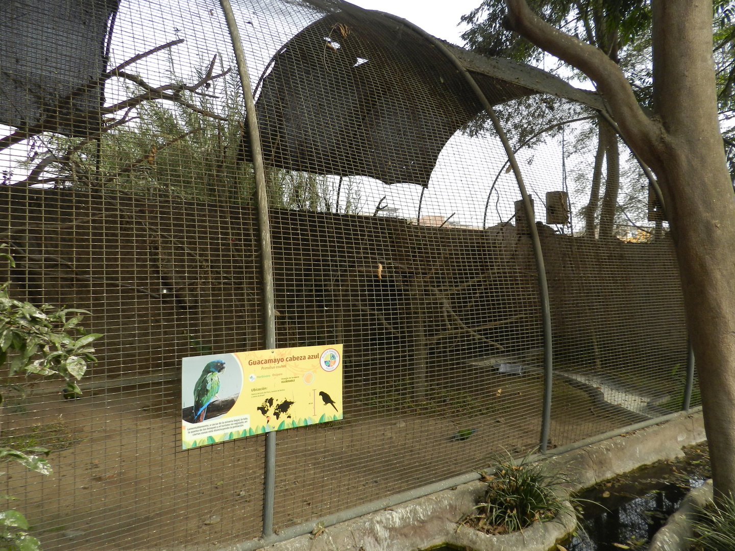 Aves de la Amazonia, blue-headed macaw - Parque Zoológico Huachipa