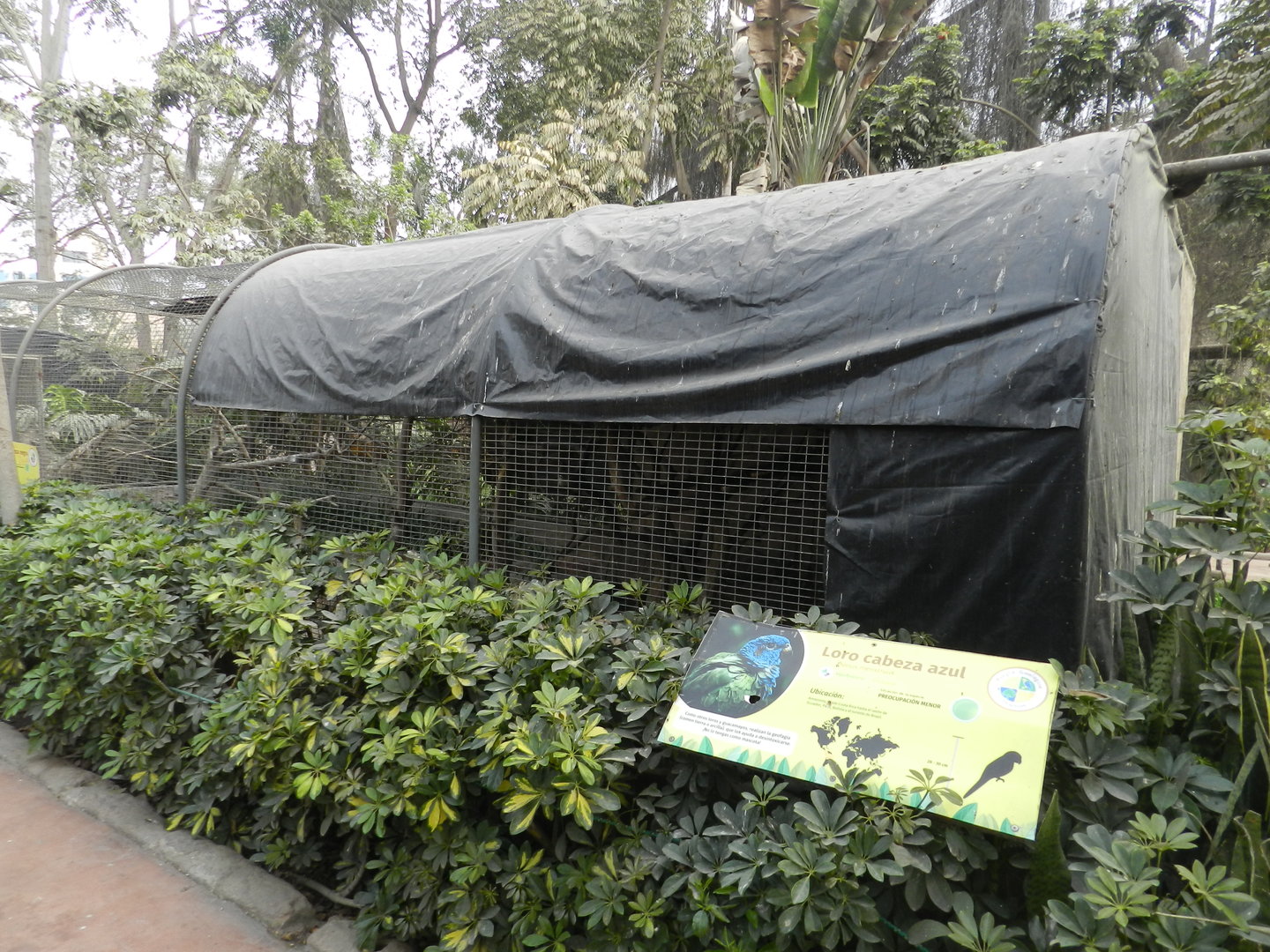 Aves de la Amazonia, blue-headed parrot exhibit  - Parque Zoológico Huachipa