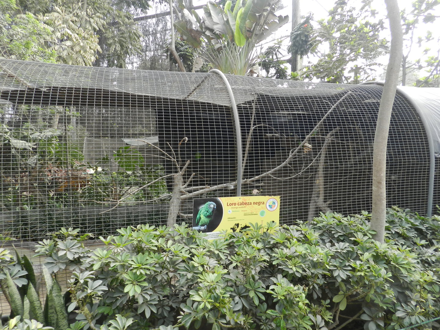 Aves de la Amazonia, dusky-headed parakeet exhibit  - Parque Zoológico Huachipa