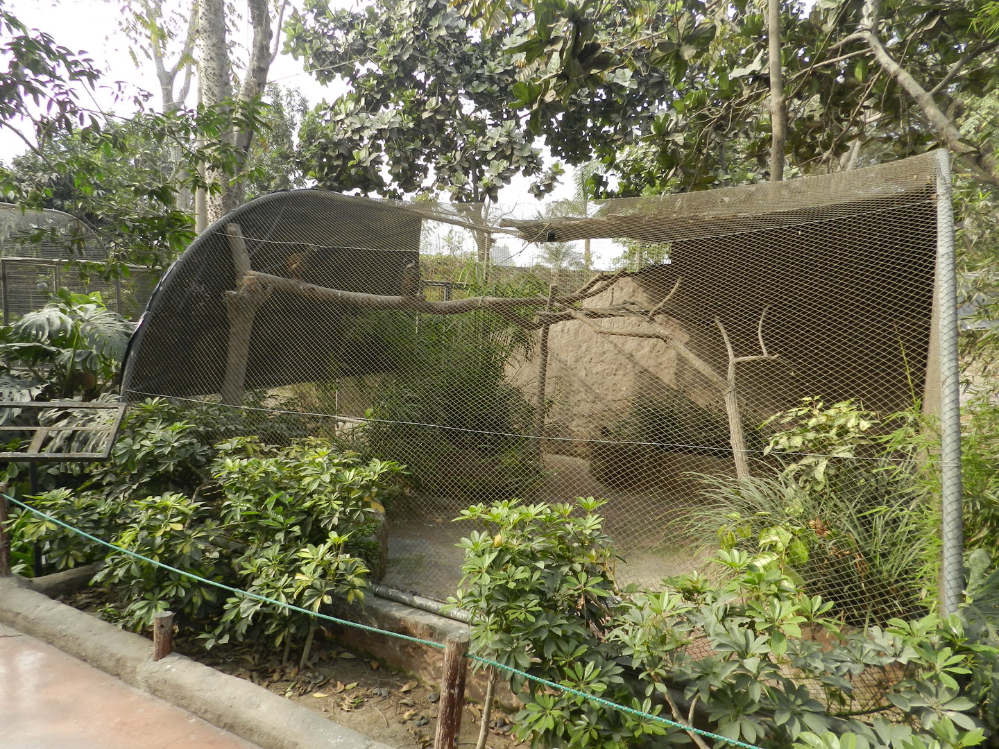 Aves de la Amazonia, exhibit with various young pheasants - Parque Zoológico Huachipa