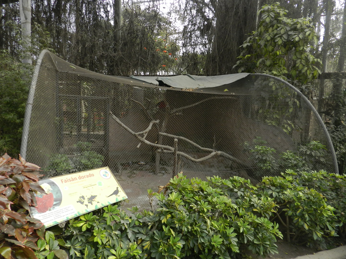 Aves de la Amazonia, golden pheasant exhibit - Parque Zoológico Huachipa