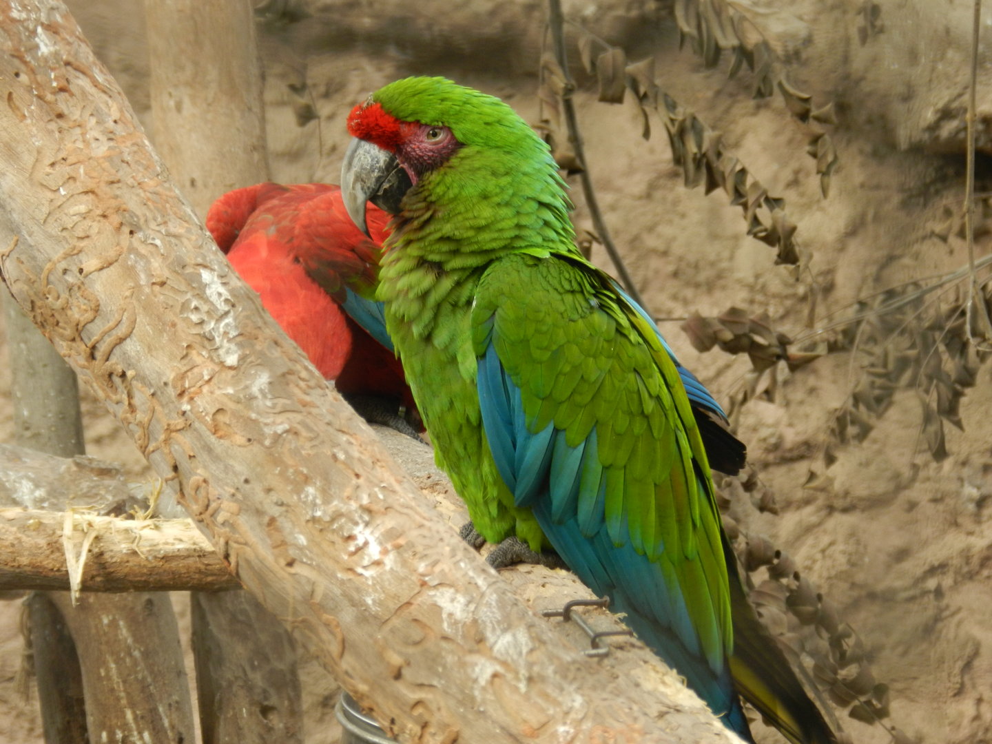 Aves de la Amazonia, great green macaw  - Parque Zoológico Huachipa
