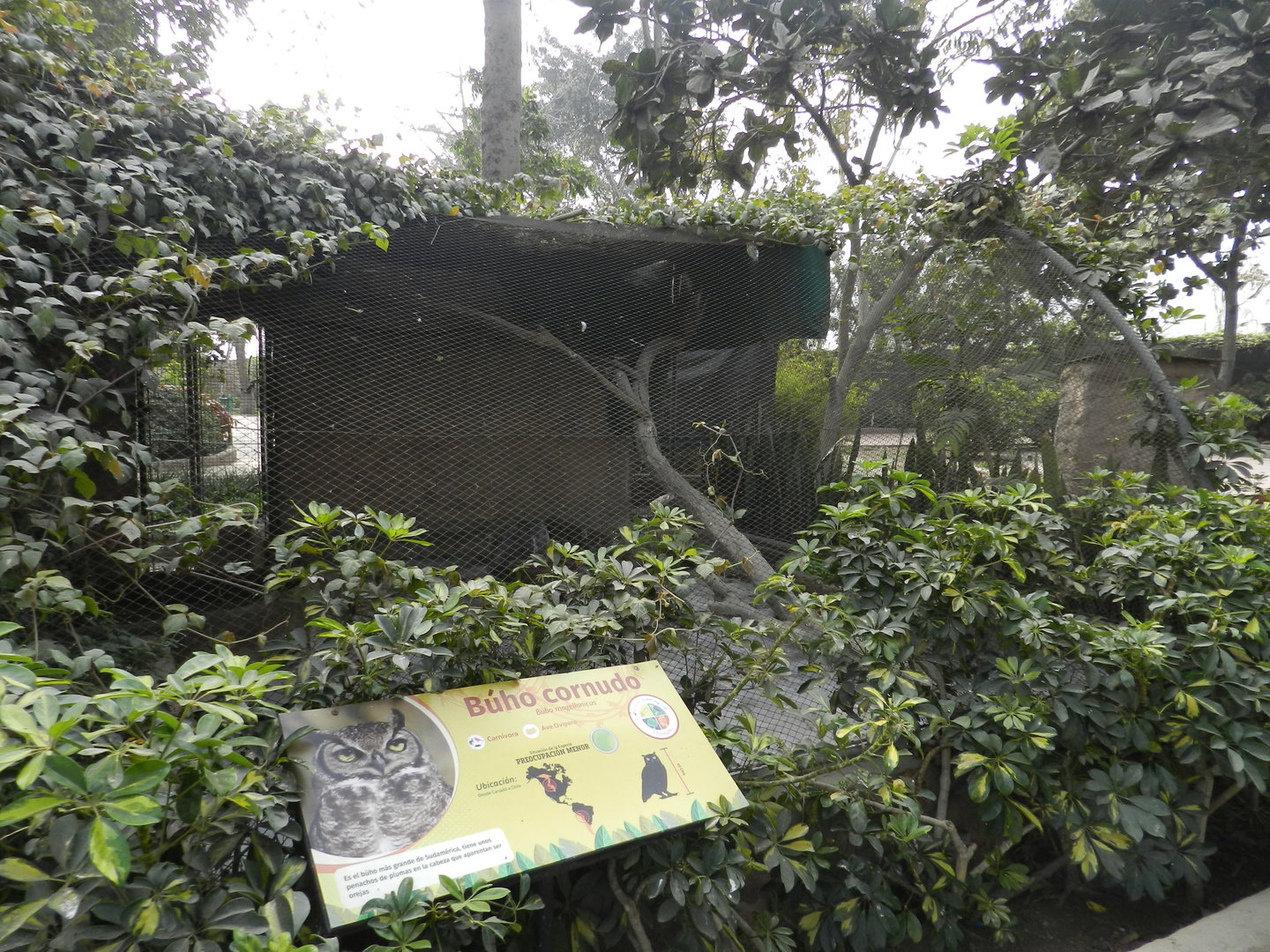 Aves de la Amazonia, lesser horned owl exhibit - Parque Zoológico Huachipa