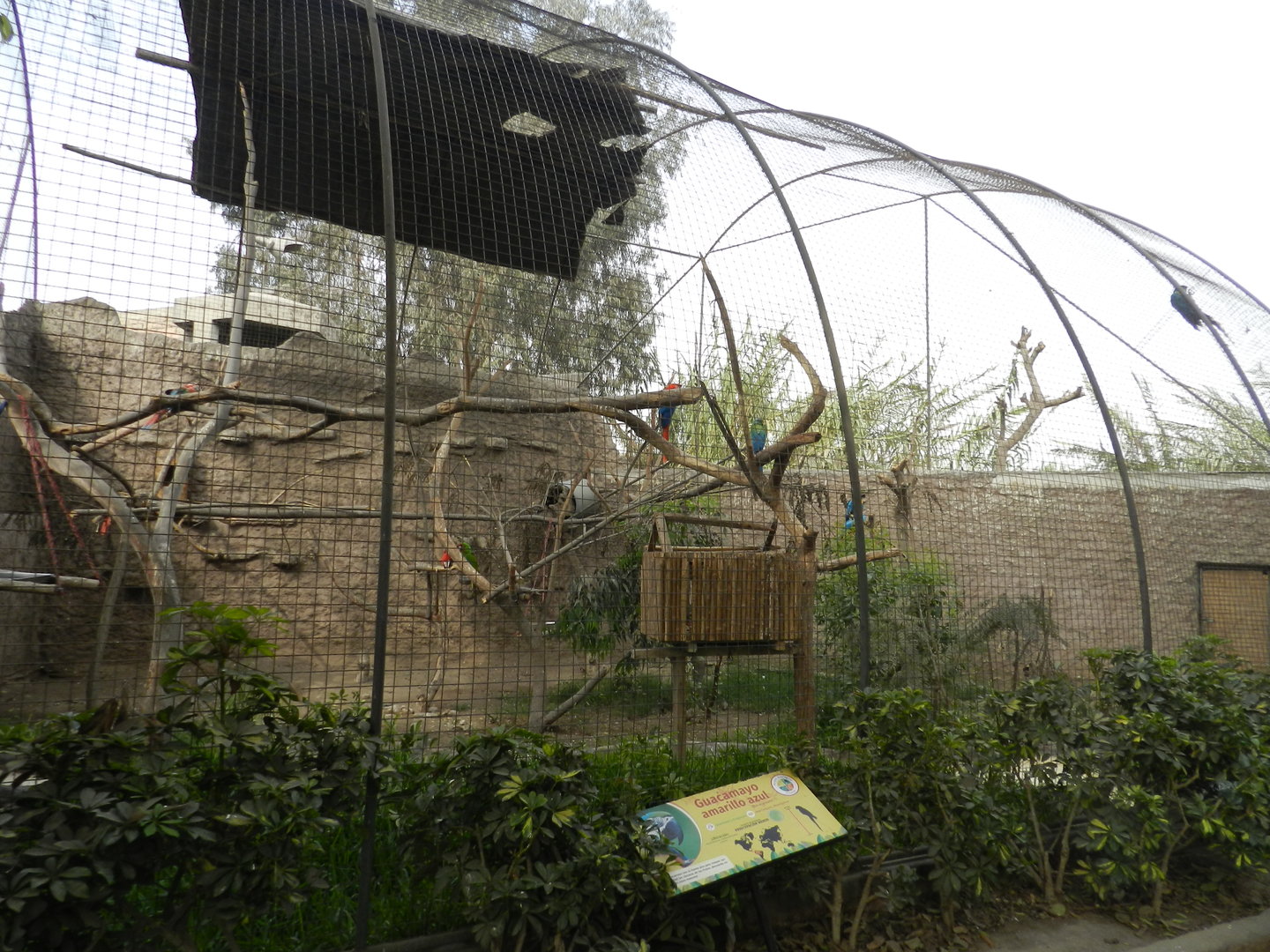 Aves de la Amazonia, macaw aviary  - Parque Zoológico Huachipa