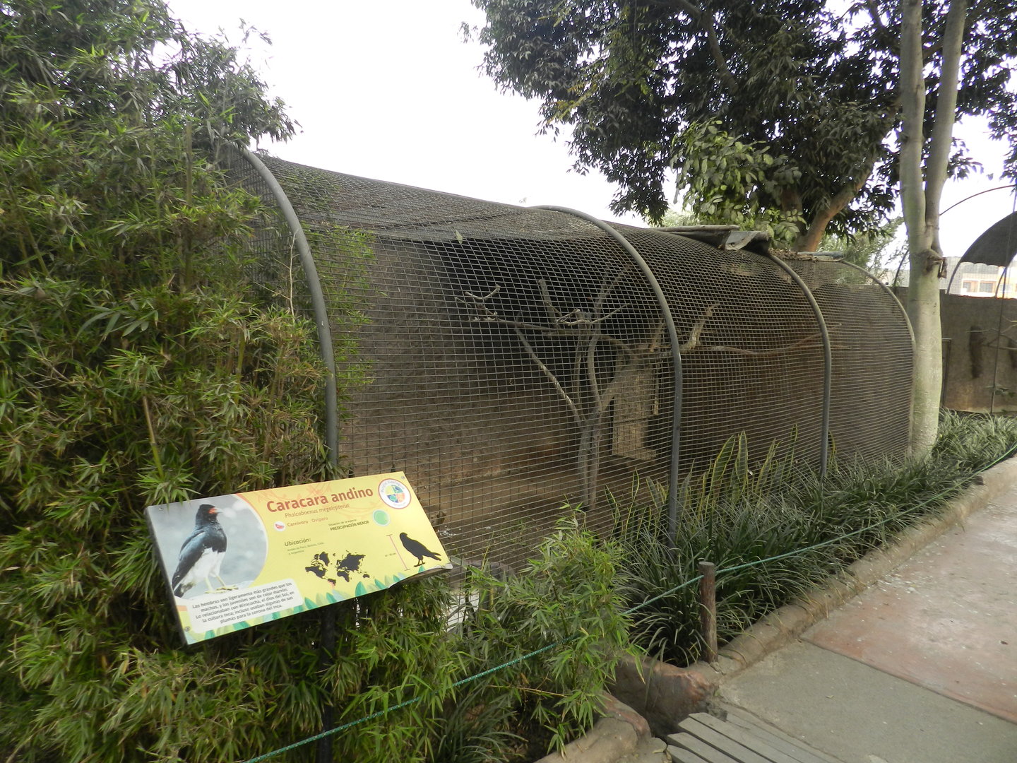 Aves de la Amazonia, mountain caracara exhibit  - Parque Zoológico Huachipa