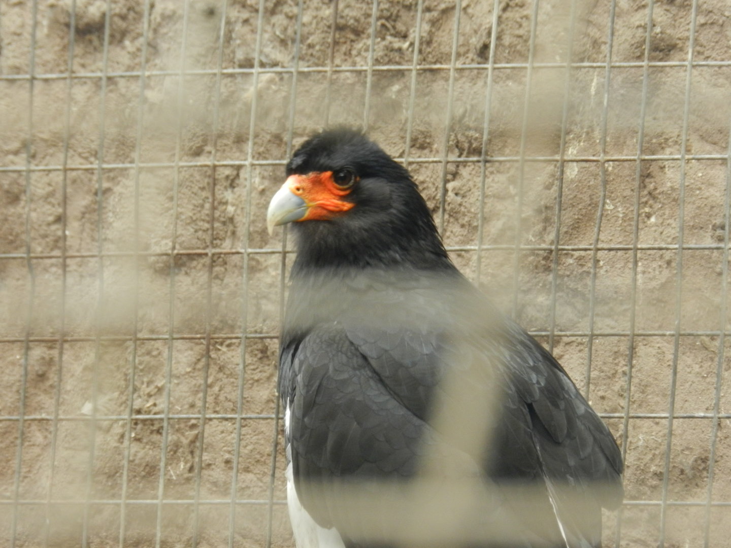 Aves de la Amazonia, mountain caracara - Parque Zoológico Huachipa