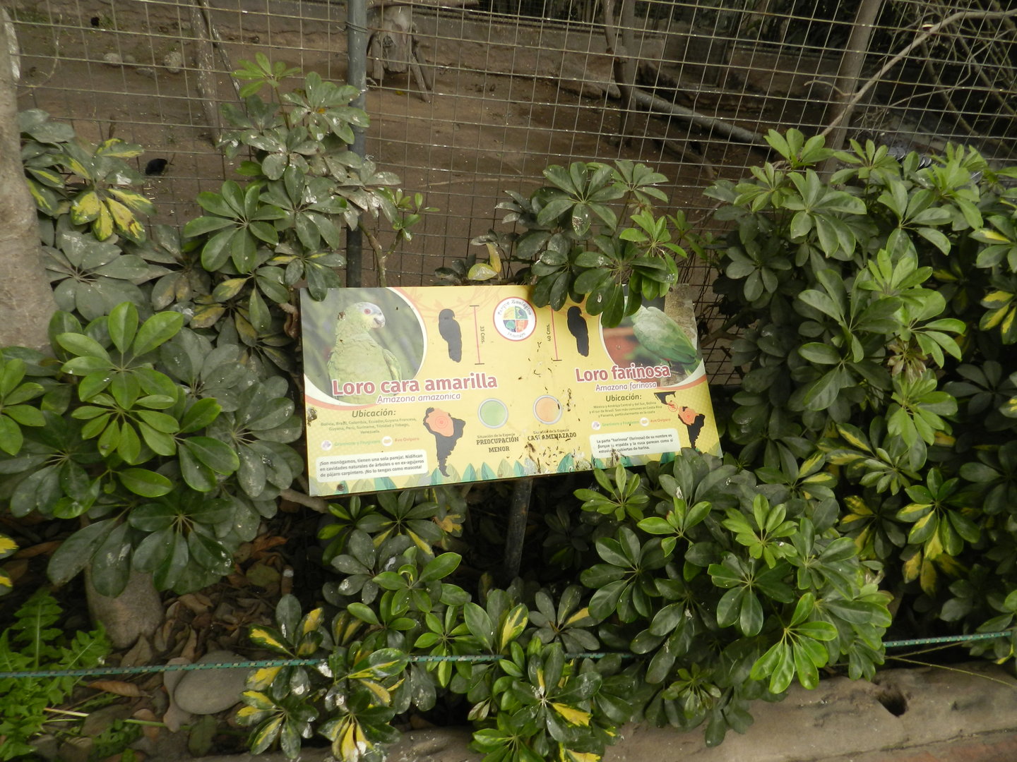 Aves de la Amazonia, orange-winged and southern mealy amazon signage  - Parque Zoológico Huachipa
