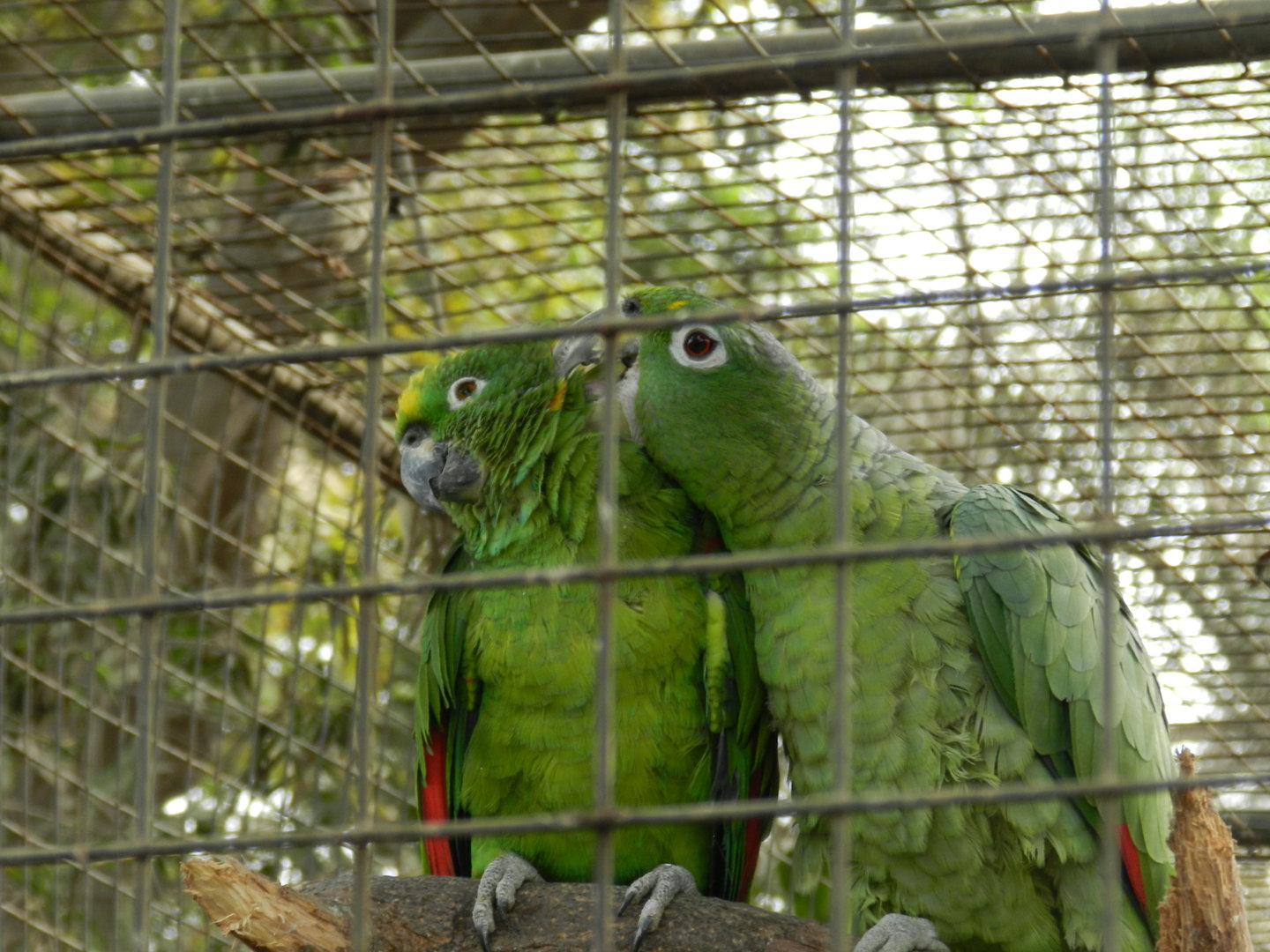 Aves de la Amazonia, pair of yellow-crowned amazons  - Parque Zoológico Huachipa