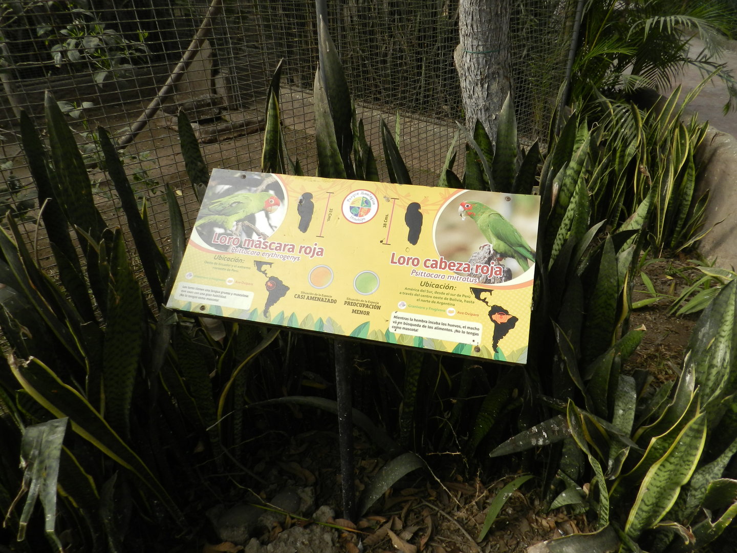 Aves de la Amazonia, red-masket and mitred parakeet - Parque Zoológico Huachipa
