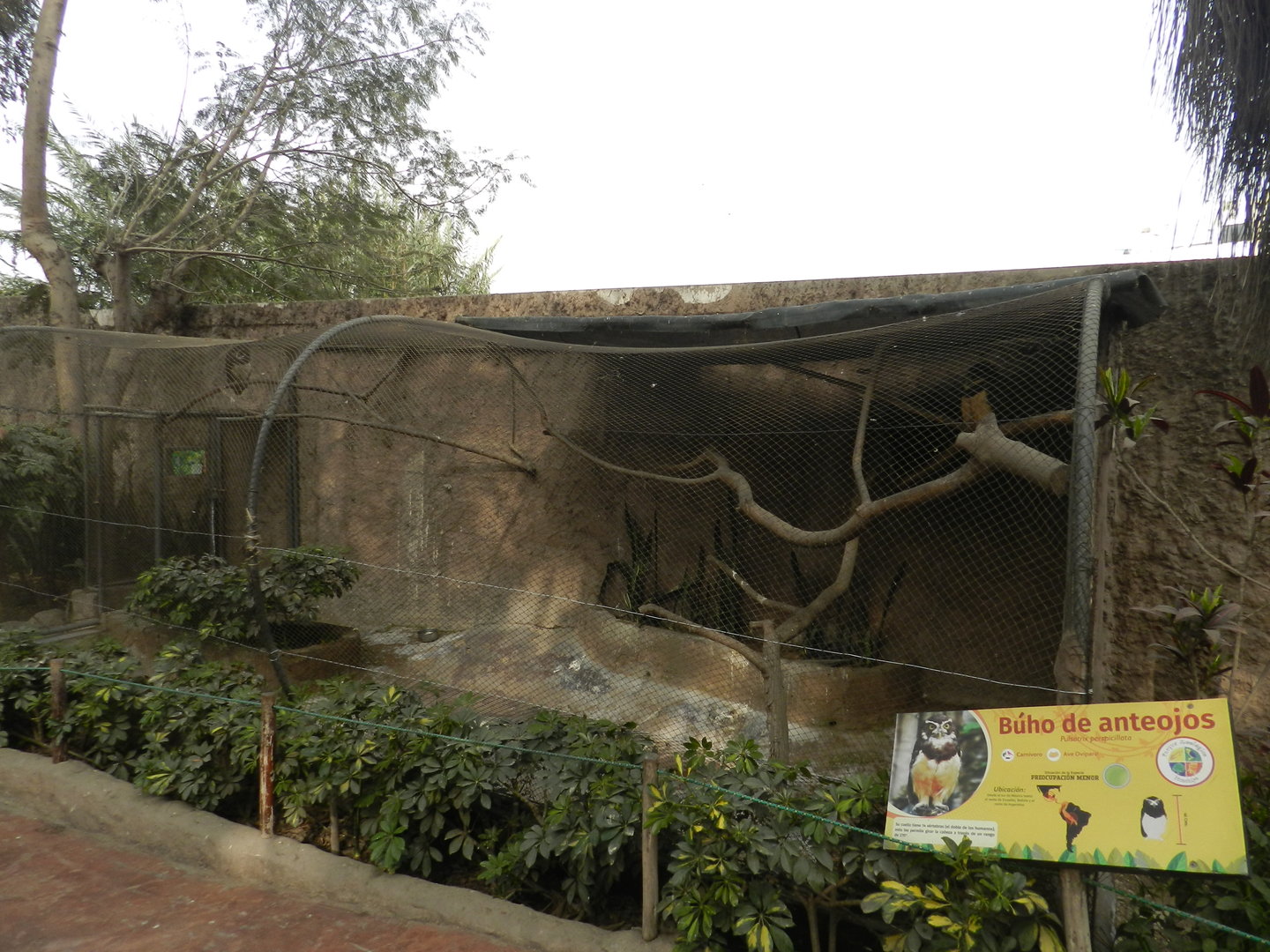 Aves de la Amazonia, spectacled owl exhibit - Parque Zoológico Huachipa
