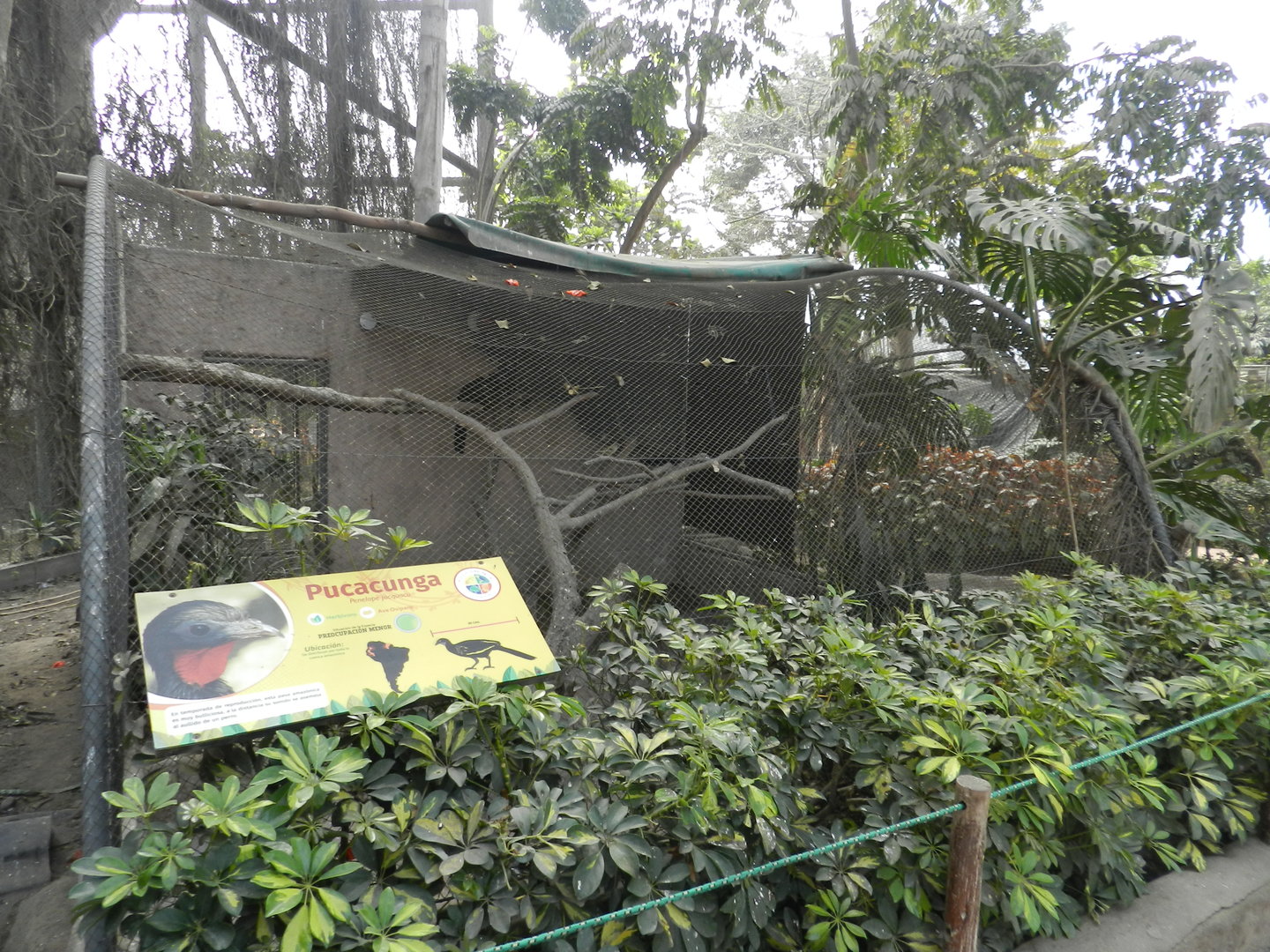 Aves de la Amazonia, spix's guan exhibit - Parque Zoológico Huachipa