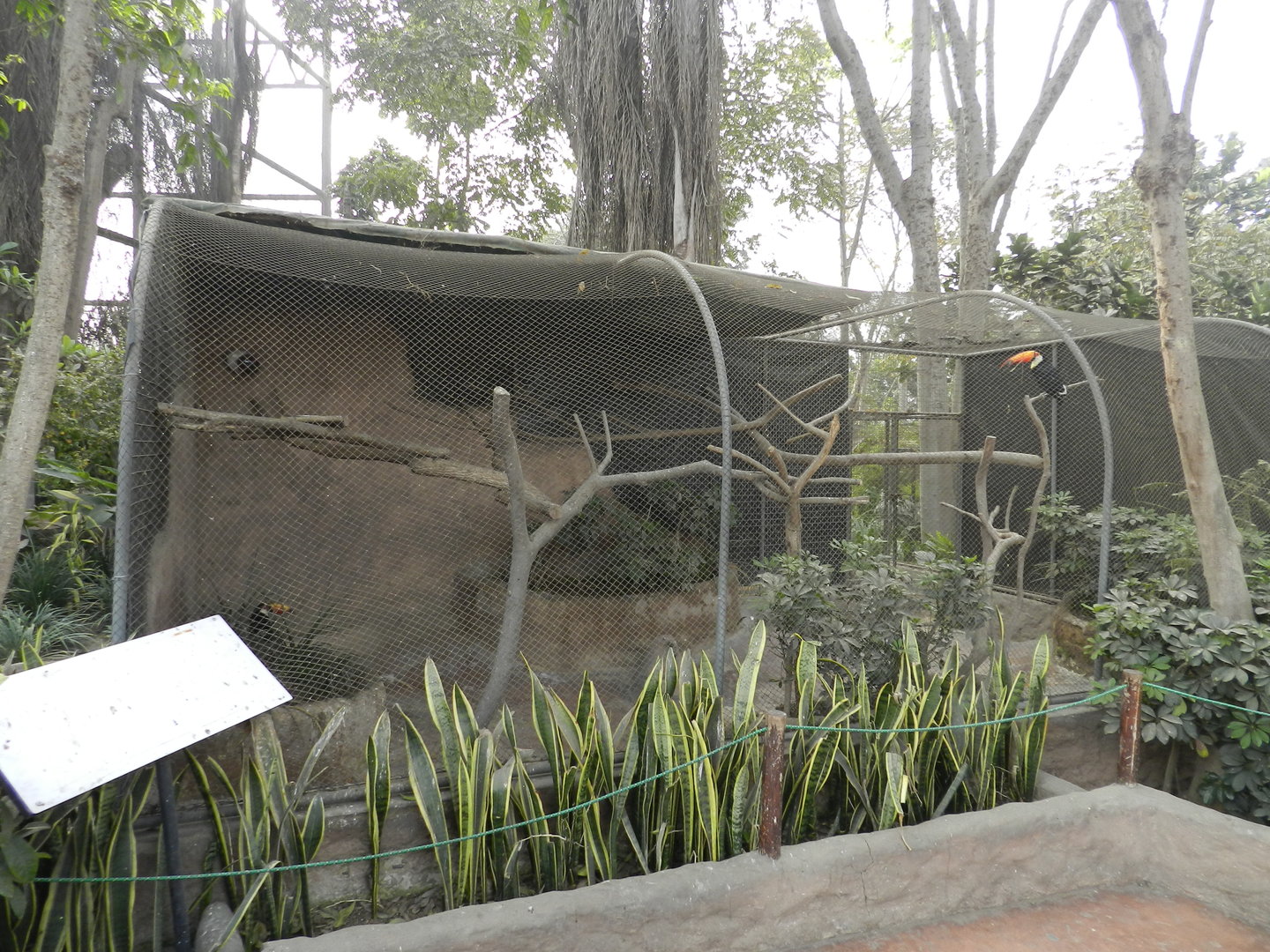 Aves de la Amazonia, toco toucan exhibit - Parque Zoológico Huachipa