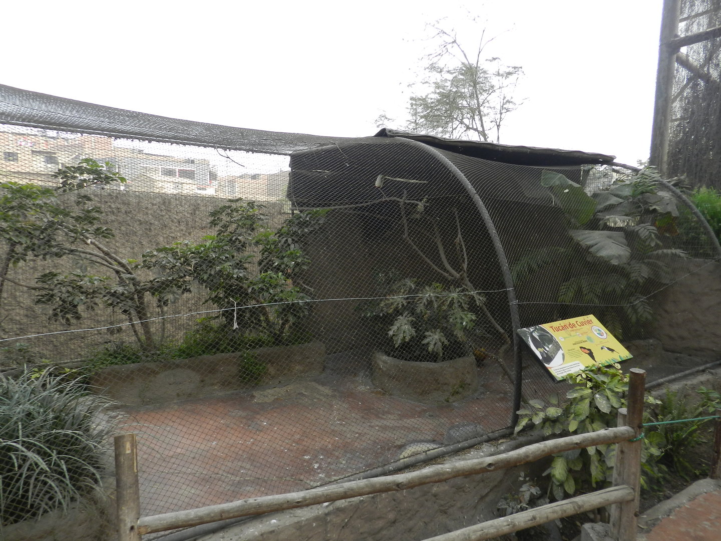 Aves de la Amazonia, white-throated toucan exhibit - Parque Zoológico Huachipa