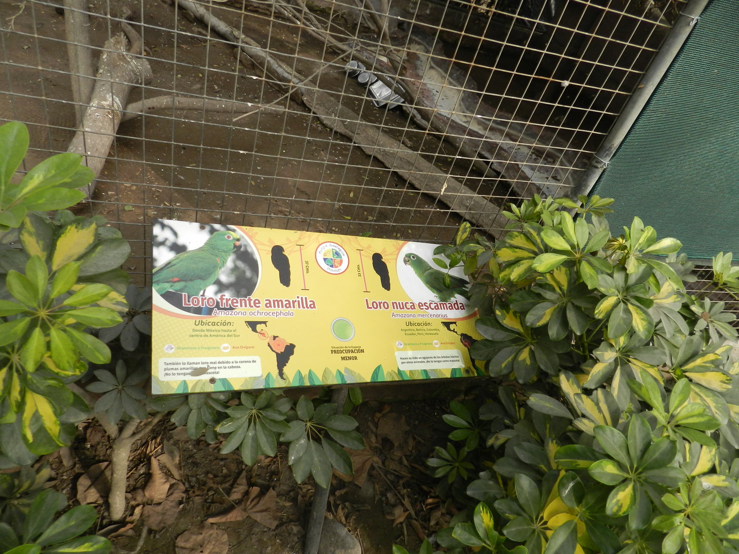 Aves de la Amazonia, yellow crowned and scaly-naped amazon signage  - Parque Zoológico Huachipa