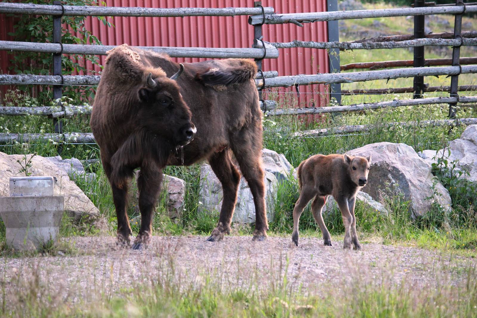 Avesta, in the middle of the nature