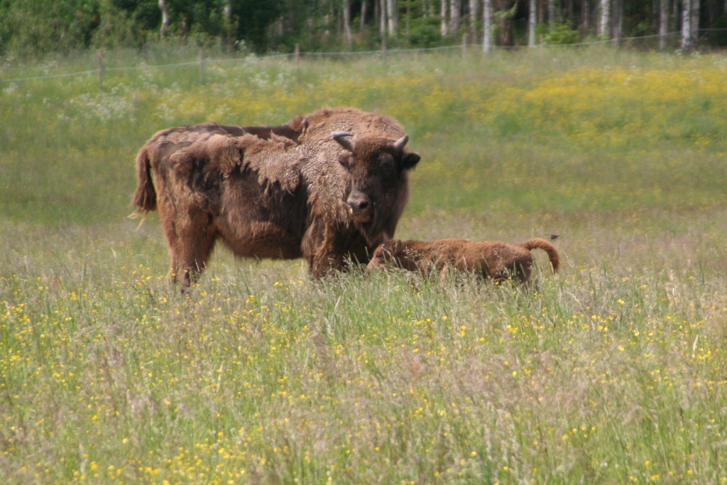 Avesta Visentpark   1:st calf 2011