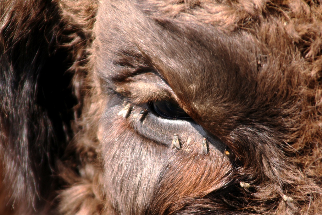 Avesta Visentpark   The eye of the bull Aburr