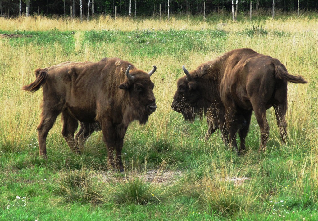 Avesta Visentpark. Two proud mothers with calves.