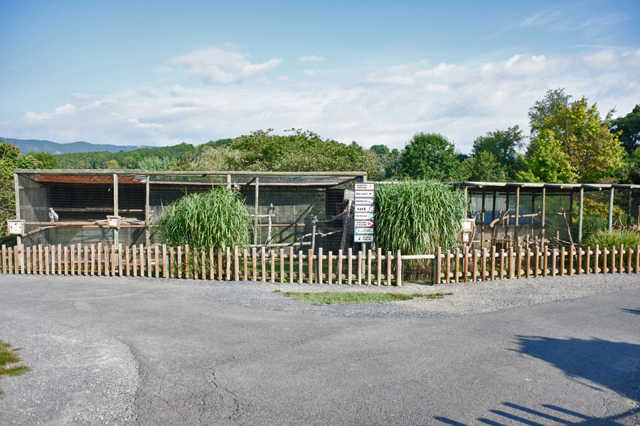 aviairies in safari village