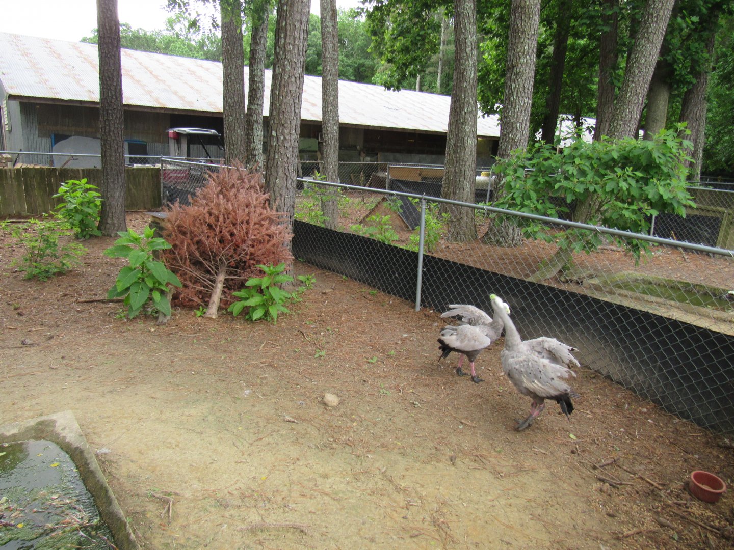 Avian Breeding Center