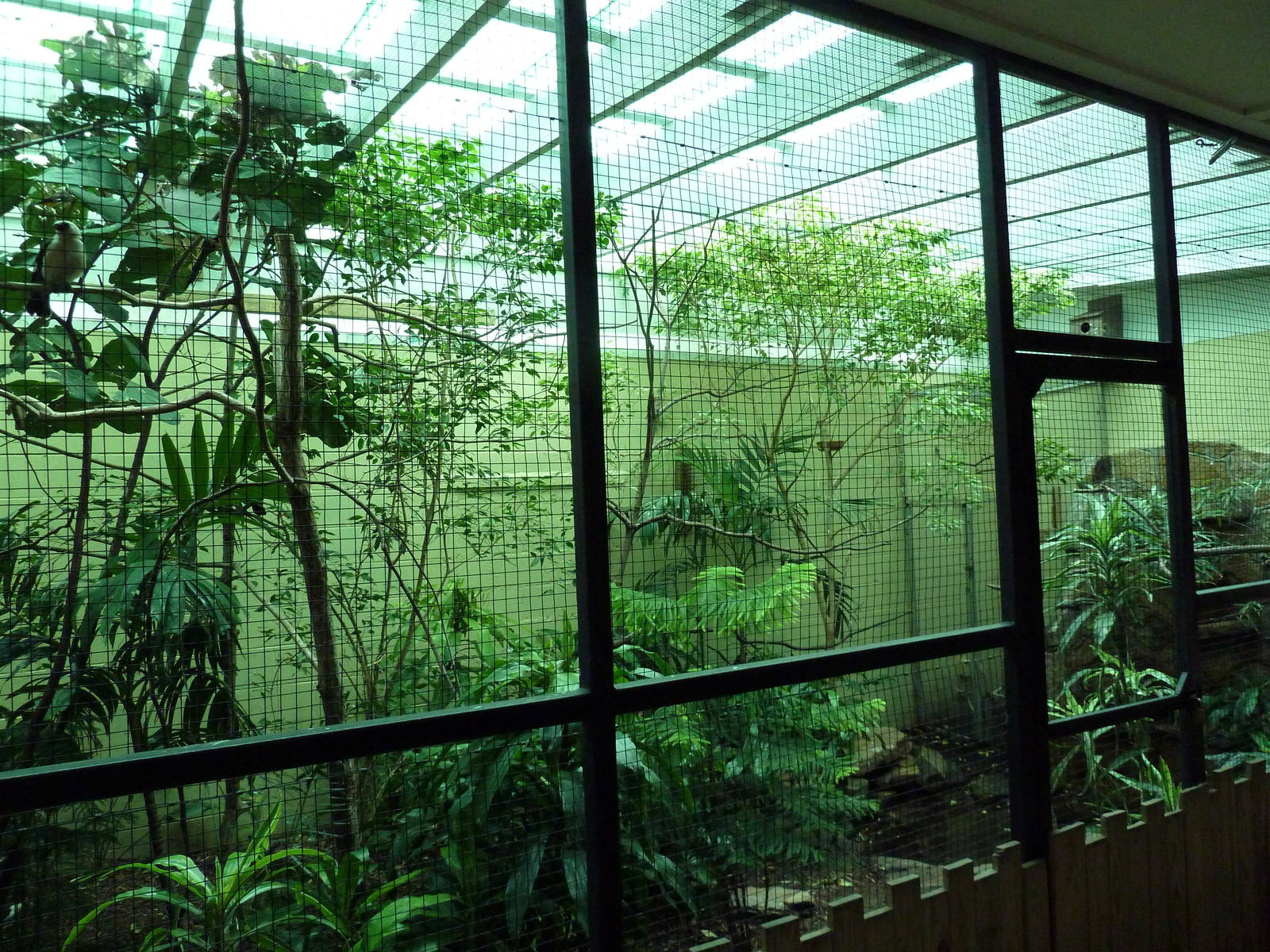 Avian Mixed-Species Exhibit