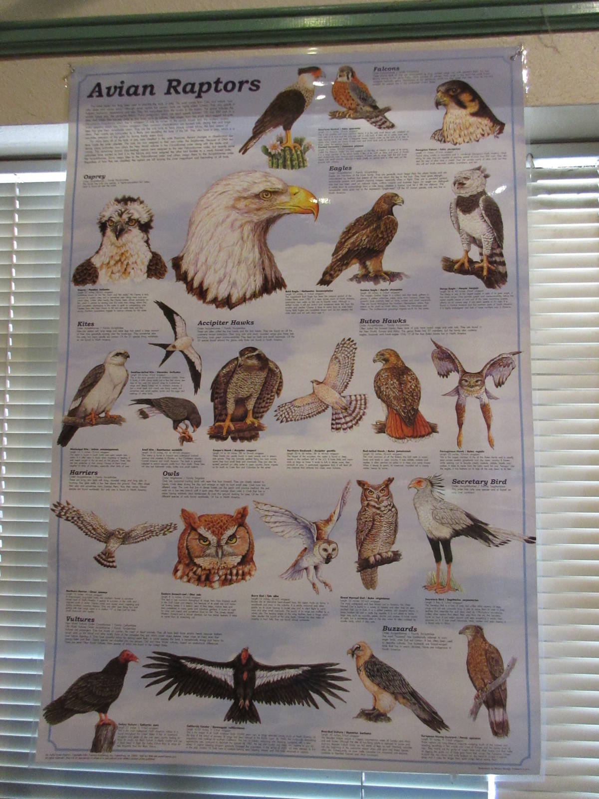 Avian Raptors Poster