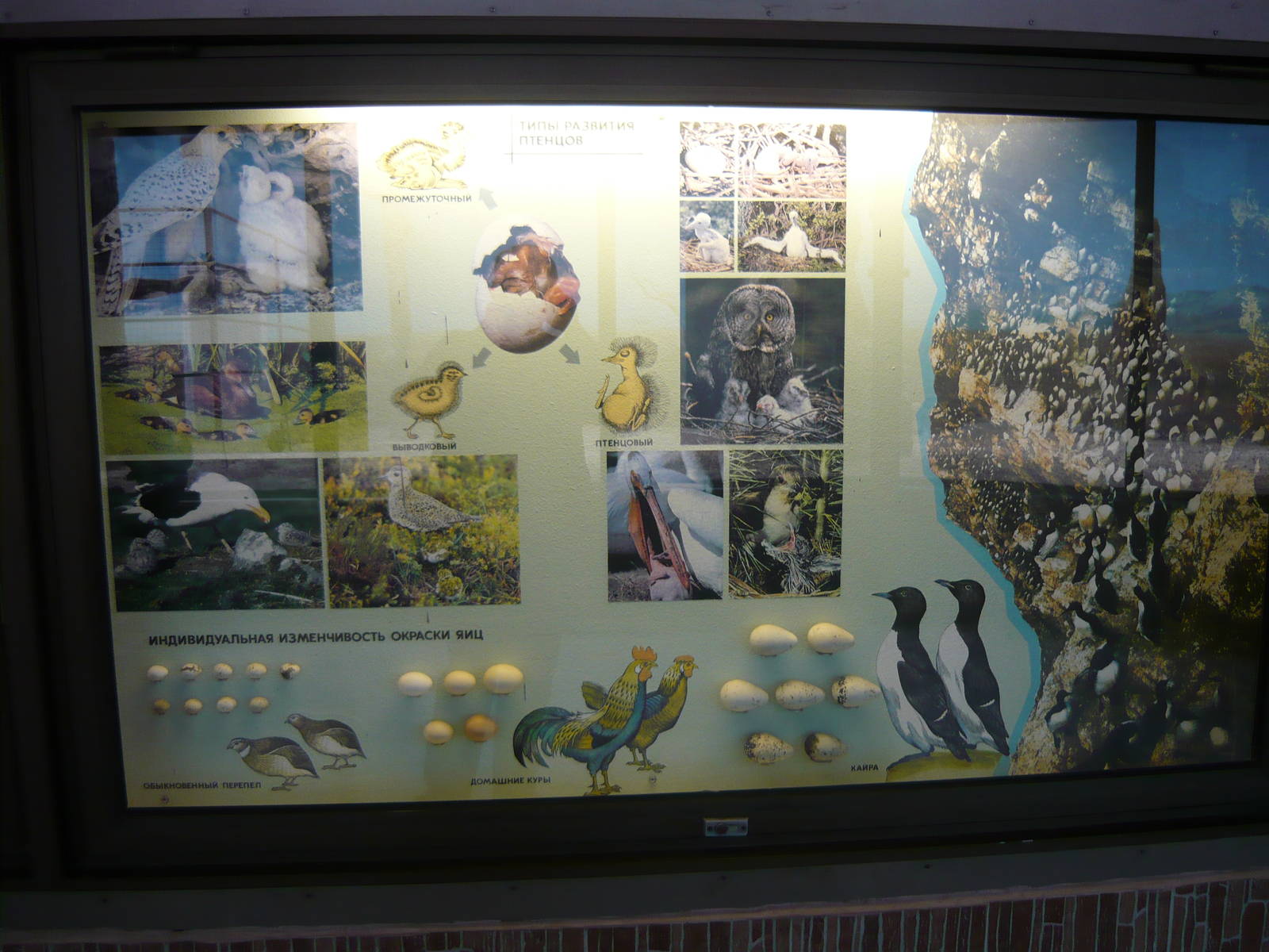 Avian reproduction exhibit