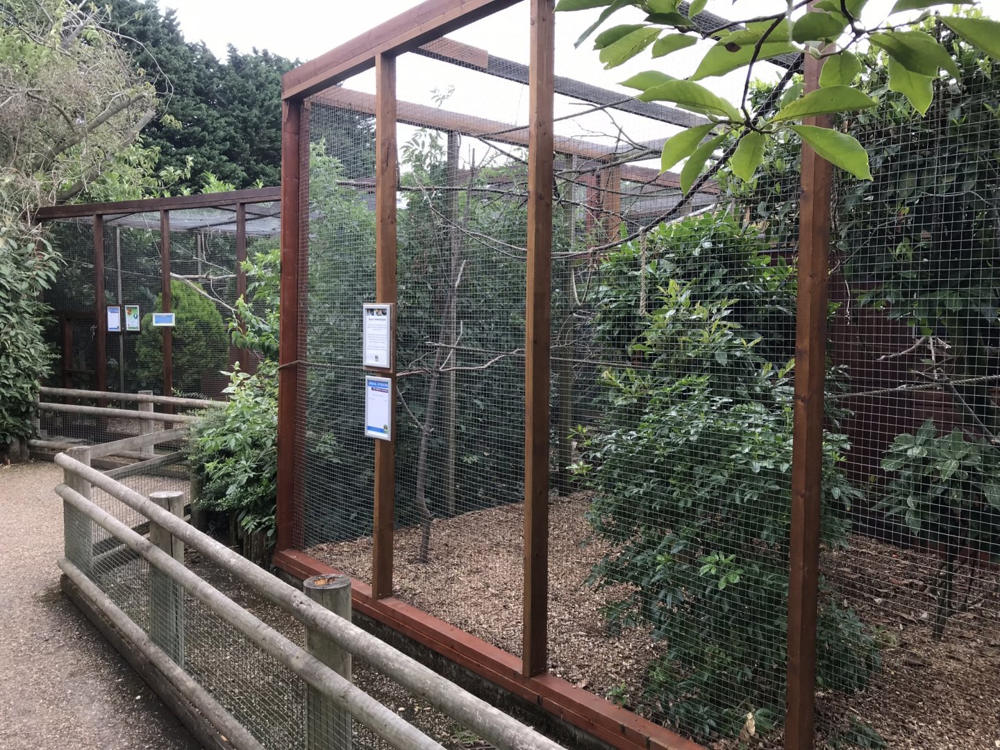 Aviaries 100818