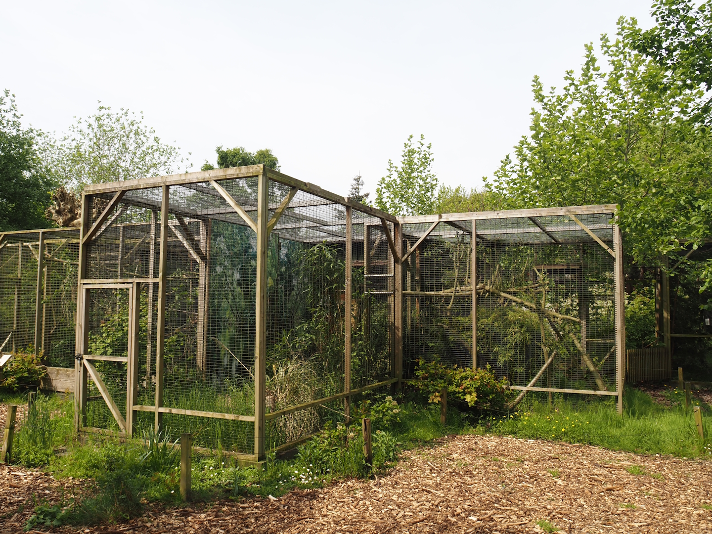 Aviaries, 2024-05-11