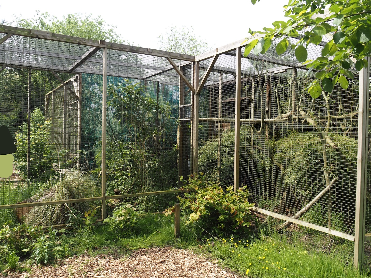 Aviaries, 2024-05-11