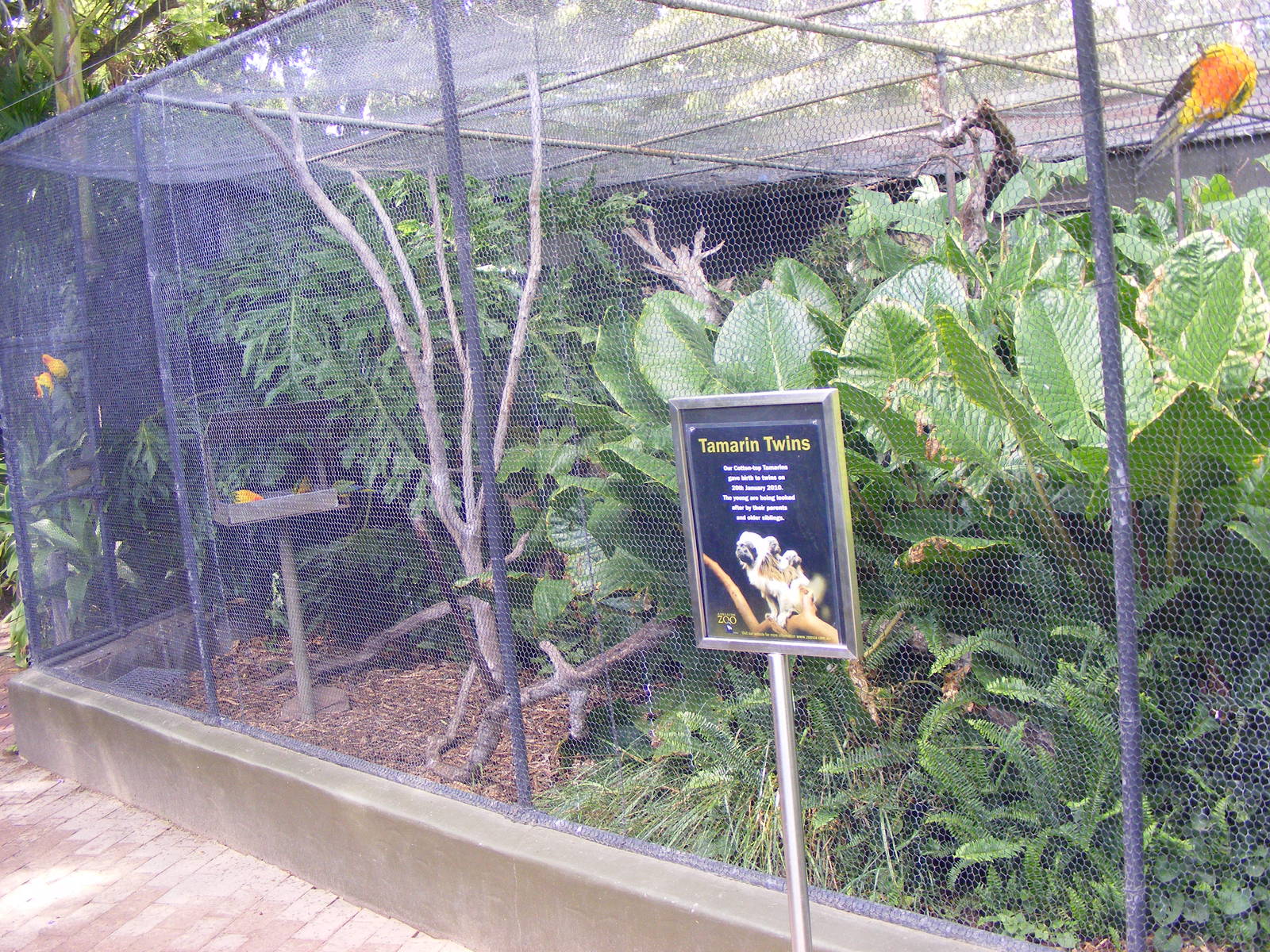 Aviaries - April, 2010