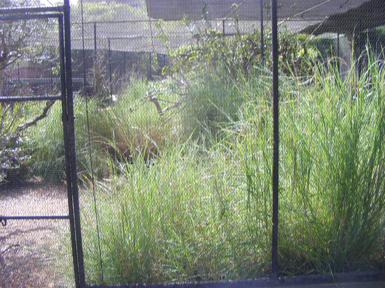 Aviaries - April, 2010