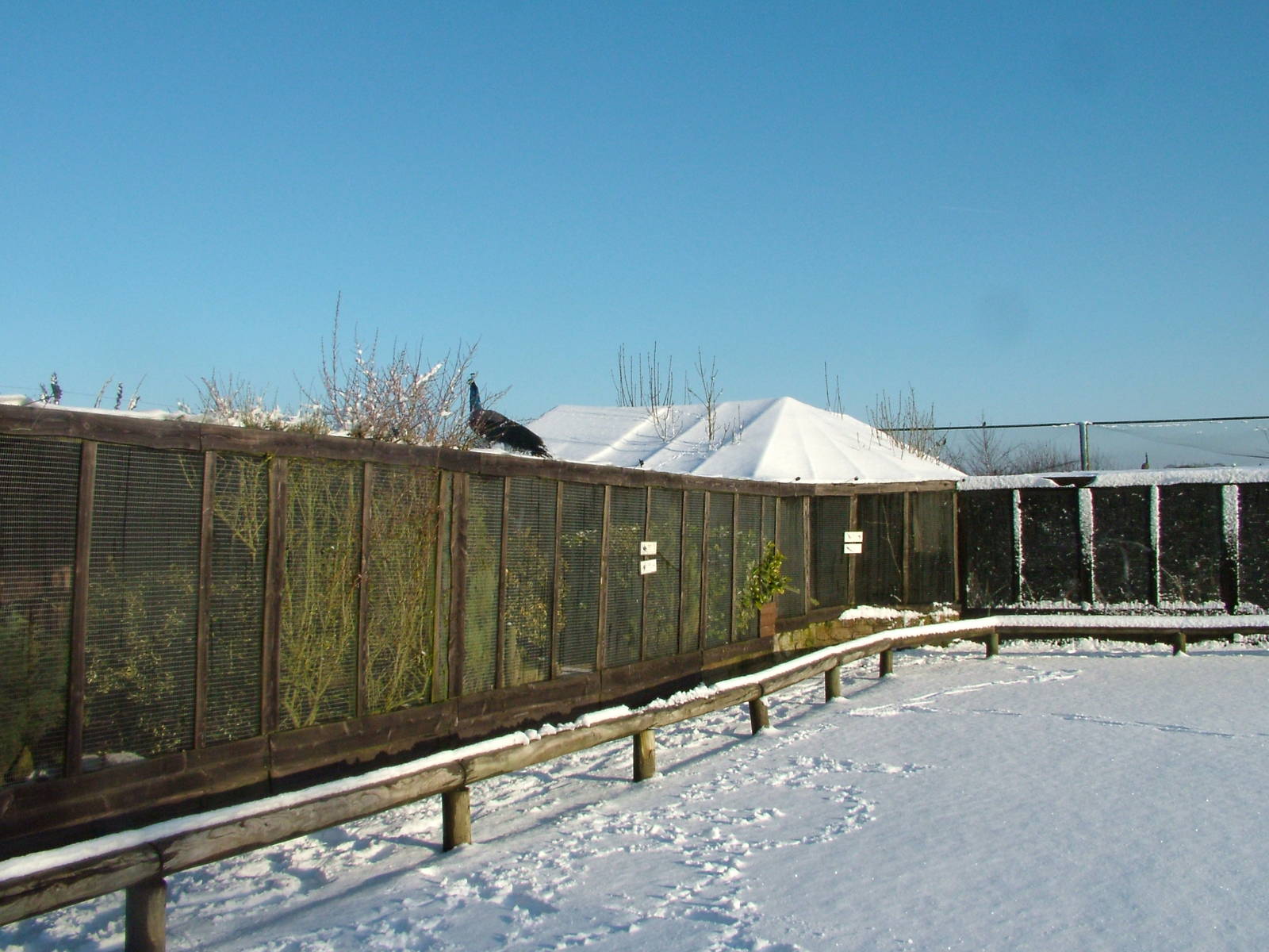 Aviaries, Blackbrook in the Snow, 03/01/10