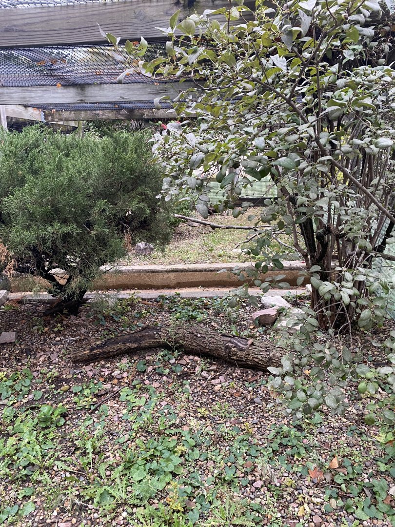 Aviaries - Empty Exhibit