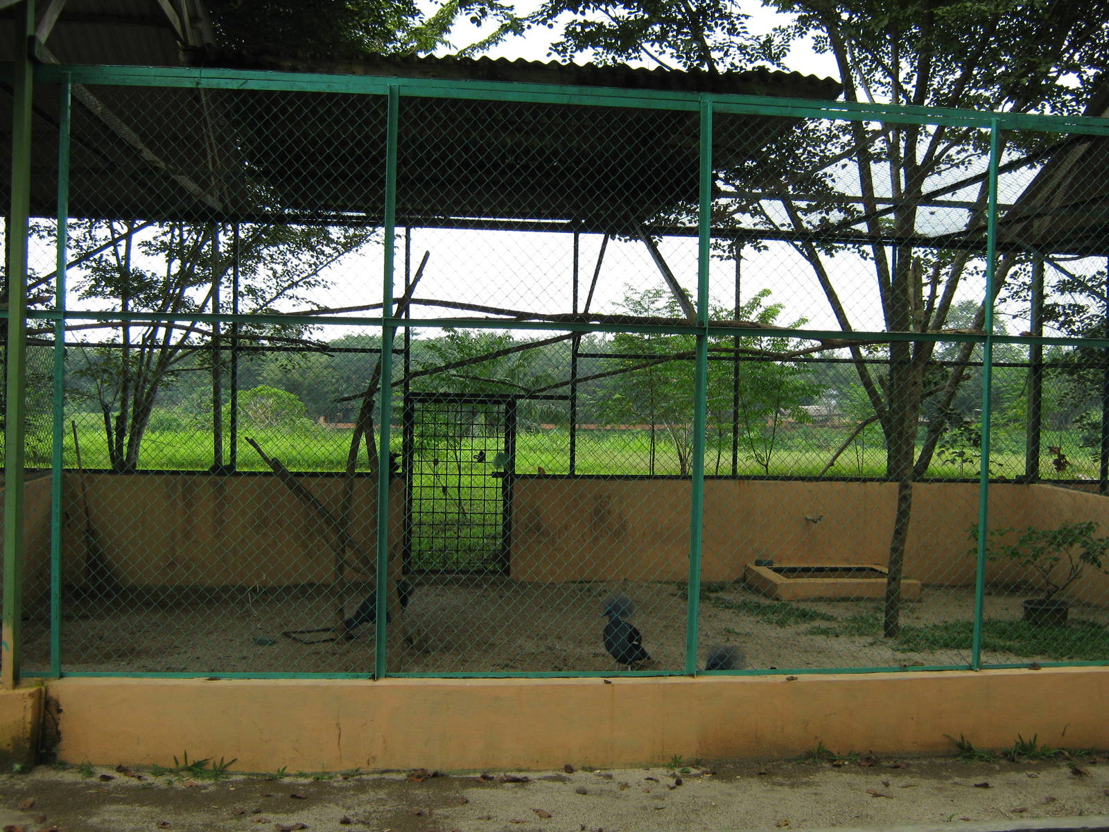 aviaries for blue crowned pigeons (Goura cristata)