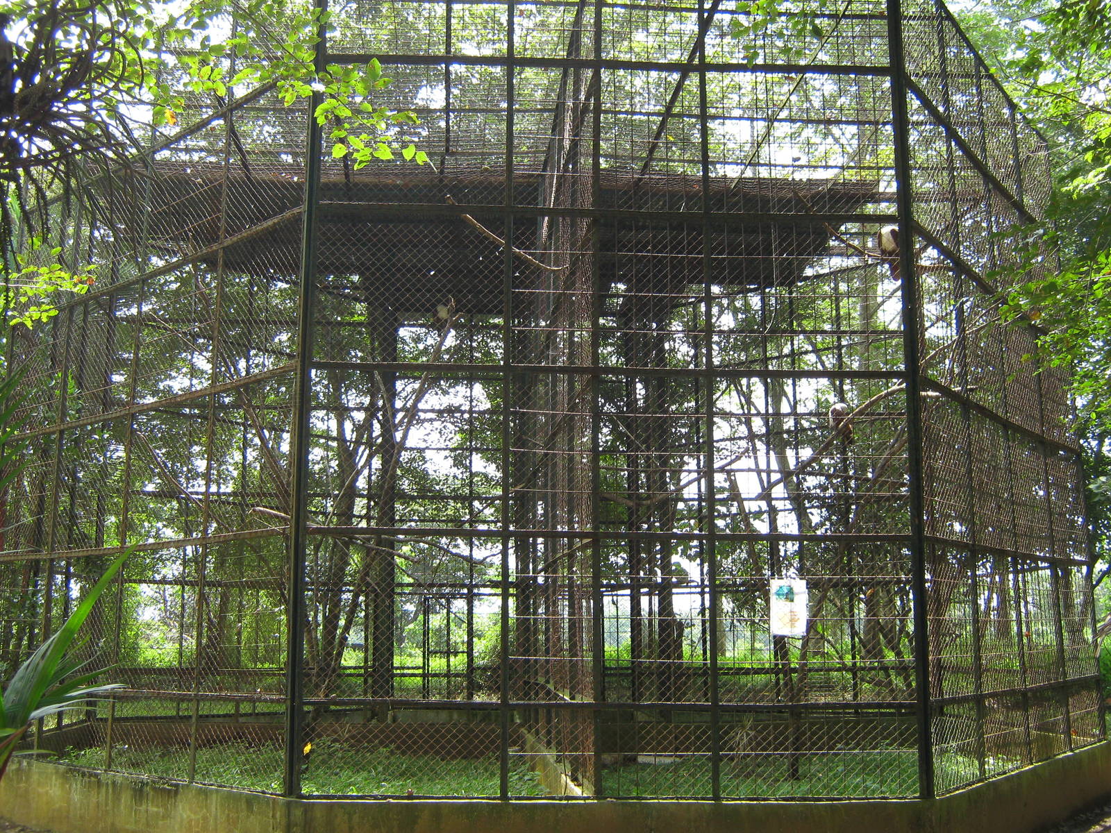 aviaries for Brahminy kites (Haliastur indus)