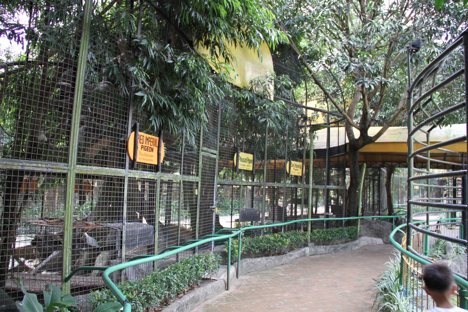 Aviaries for Fruit Doves and Mouse Deer