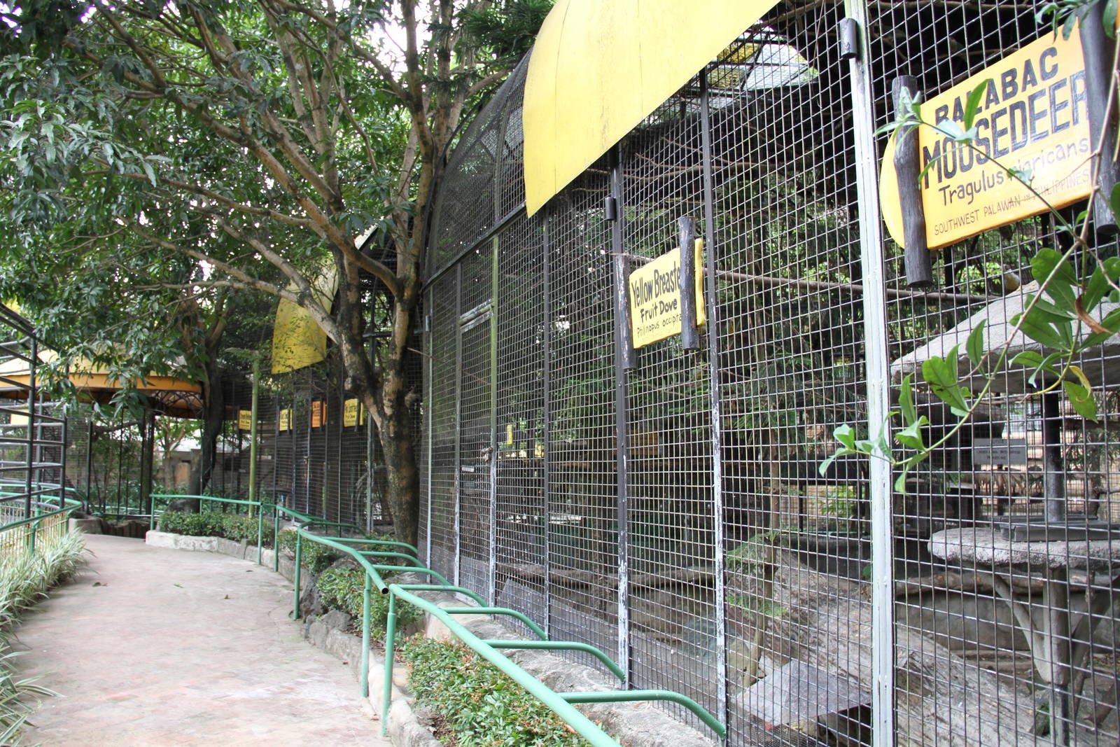 Aviaries for Fruit Doves and Mouse Deer