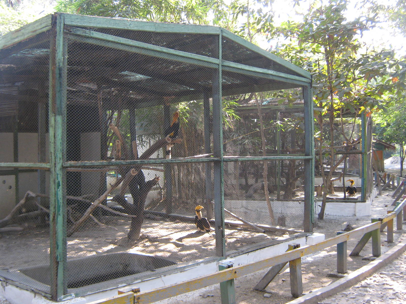 aviaries for Great Hornbills (Buceros bicornis)