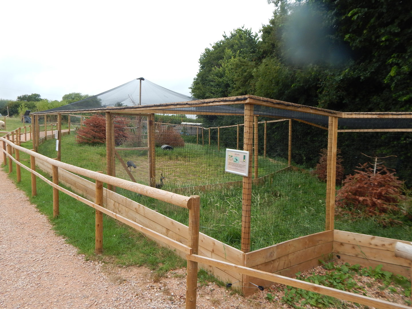 Aviaries for Grey-headed swamphen and Javanese green peafowl 300623