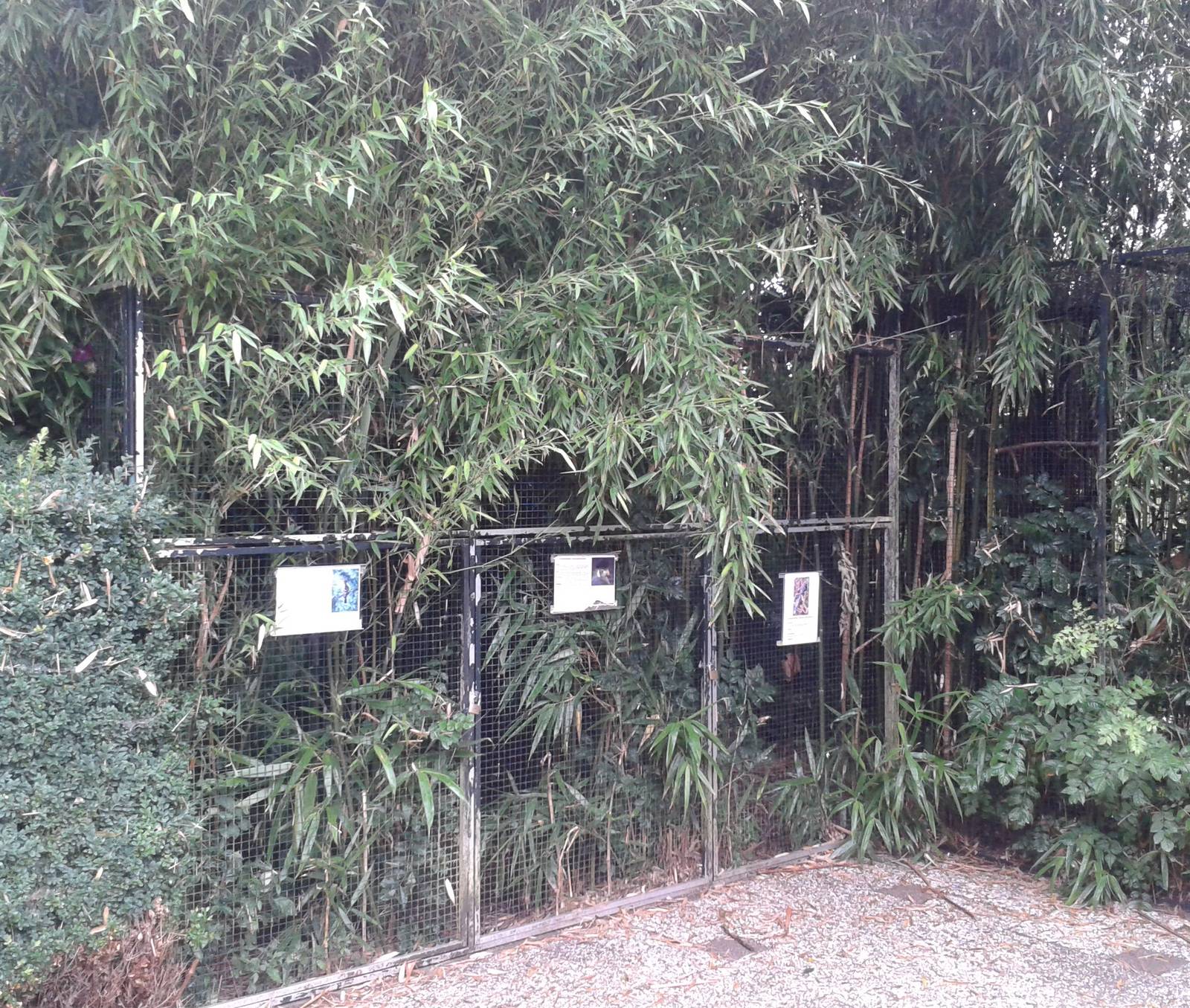 Aviaries for Hoopoe, Turaco and Blue pies