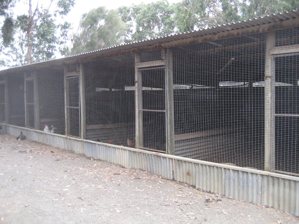 Aviaries for pheasants and pigeons