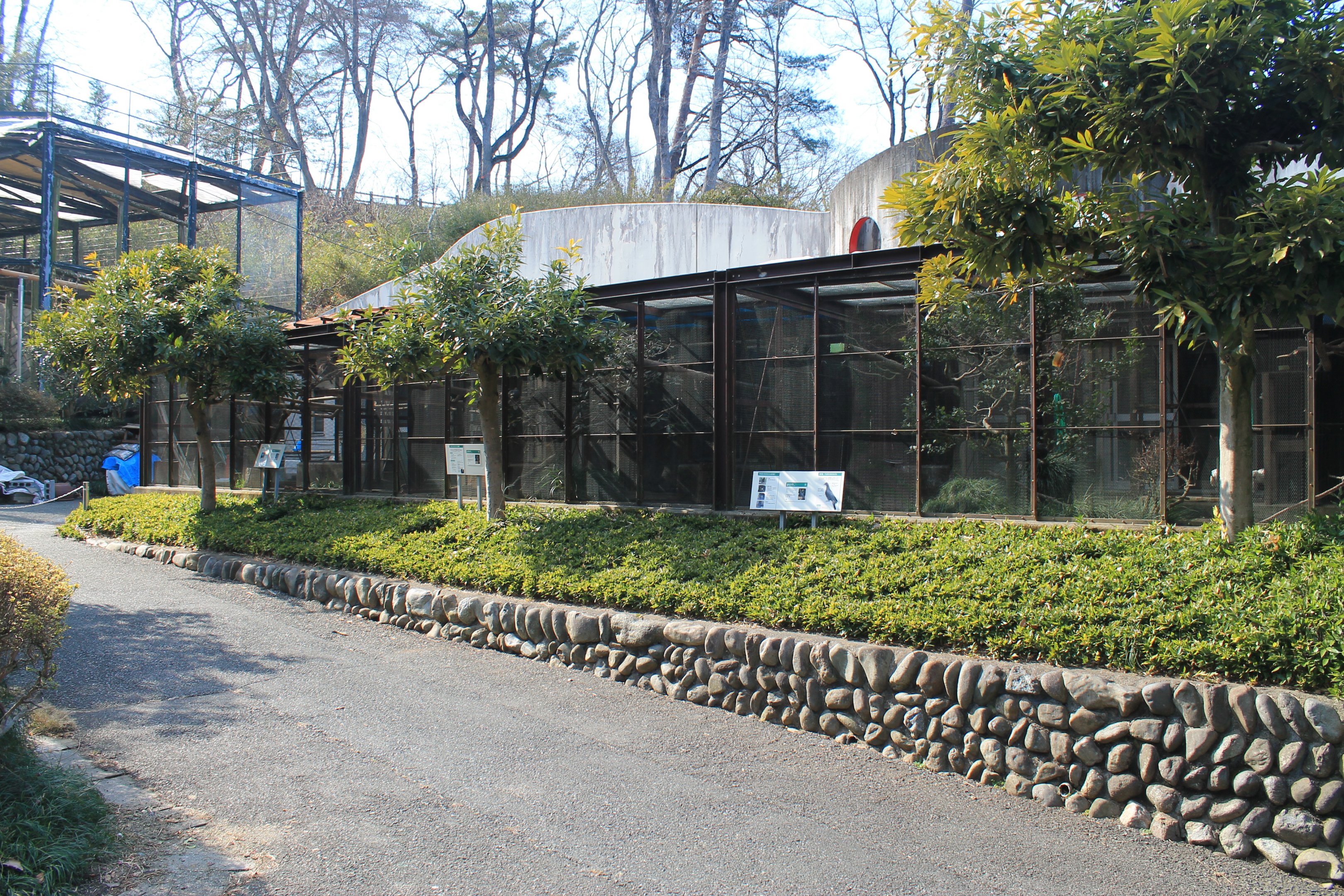 Aviaries for Red-headed Woood Pigeons