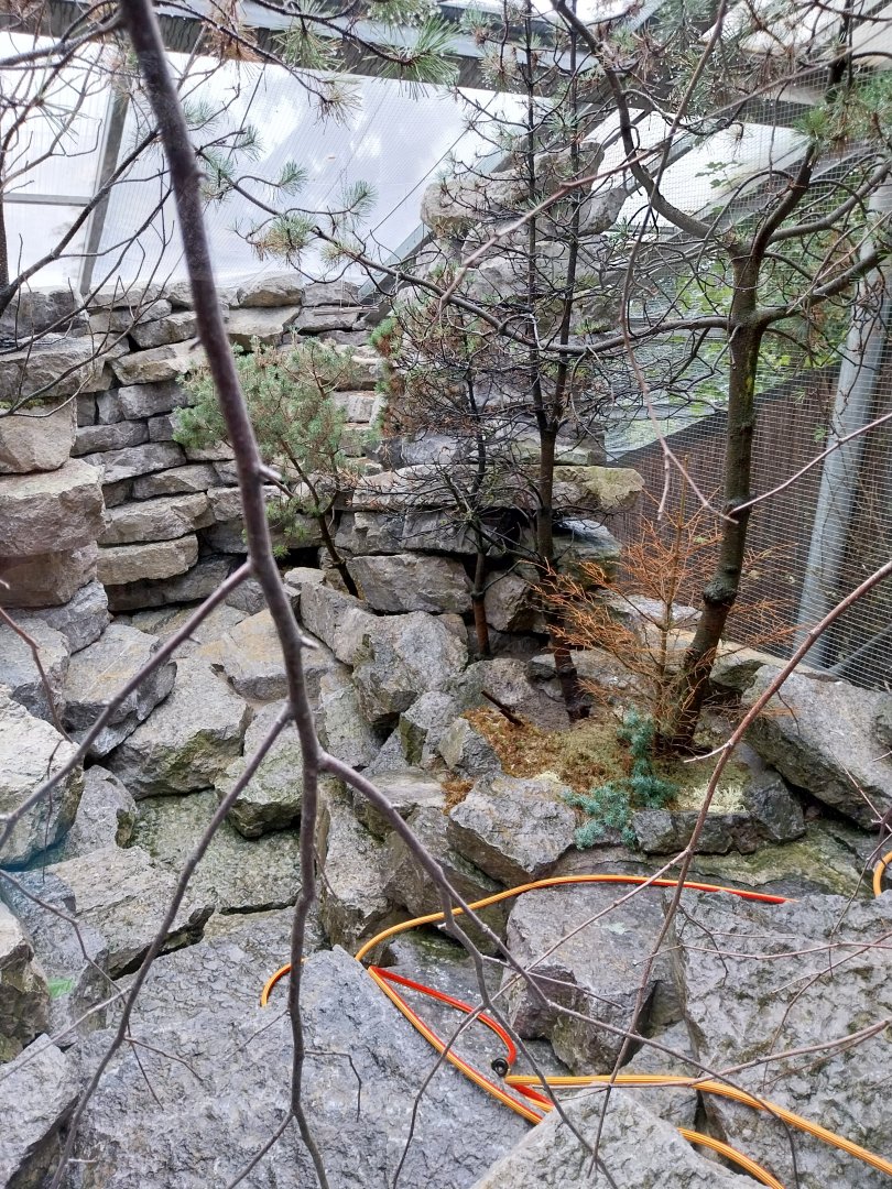 Aviaries for rock ptarmigan and Alpine rock partridge