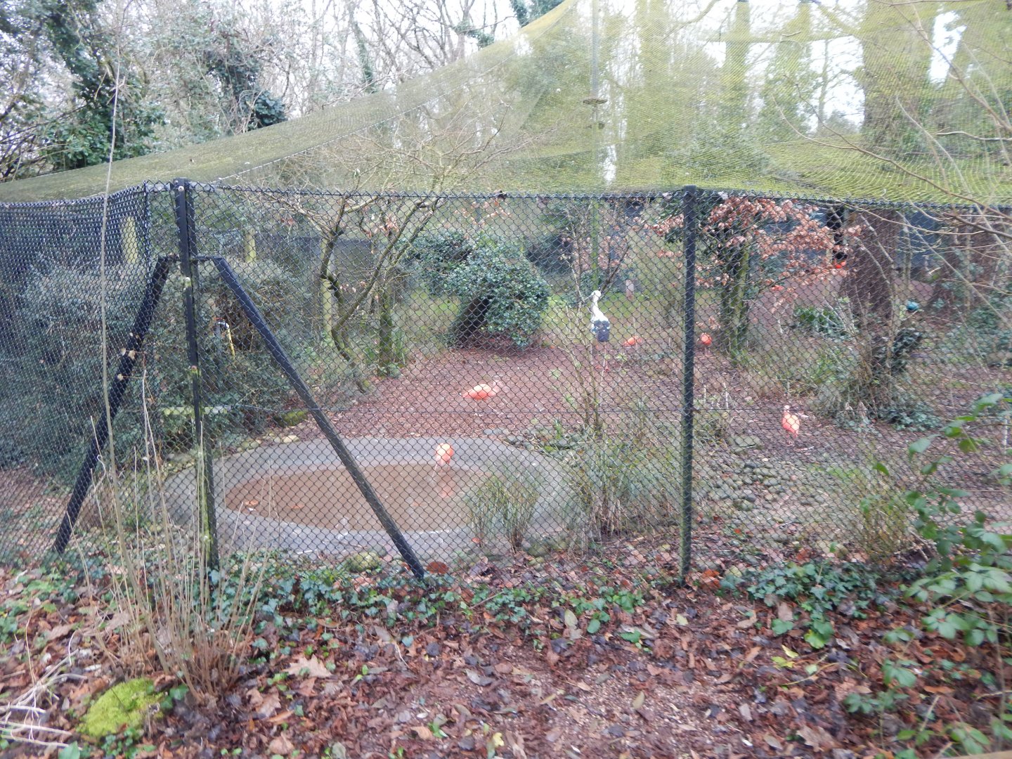 Aviaries for Scarlet ibises/Oriental white stork 050224