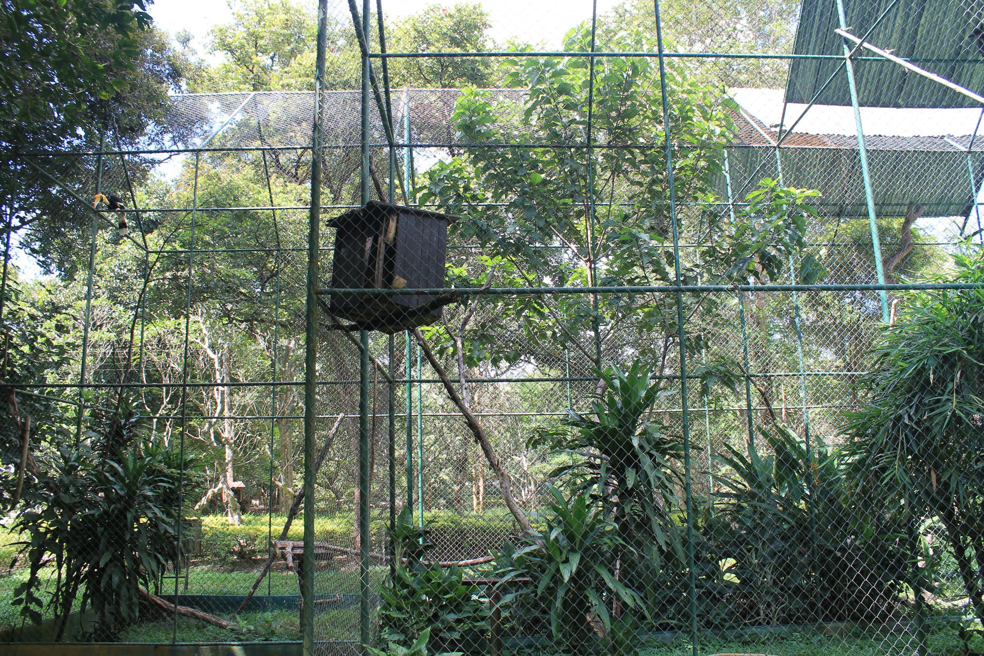aviaries (Great Hornbill and Spot-bellied Eagle Owl)