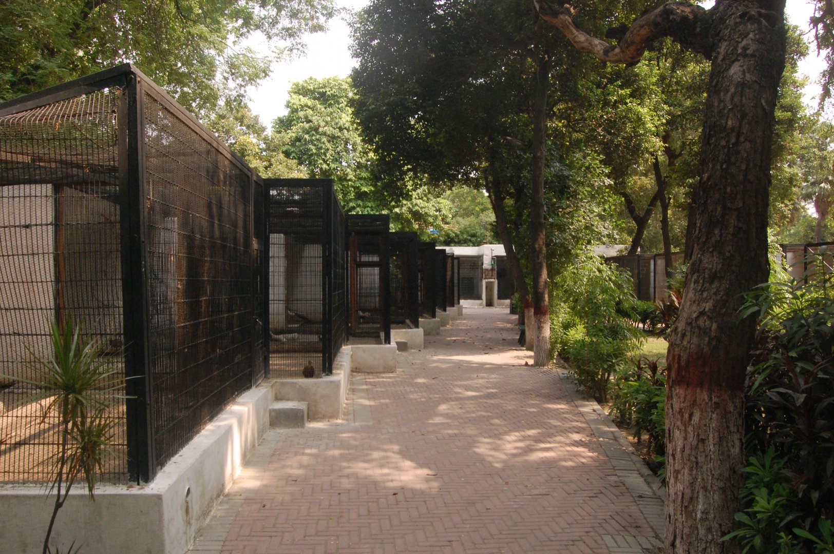 Aviaries - Lahore zoo 8/9/2021