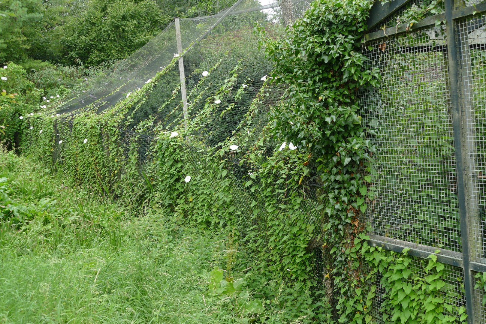 Aviaries near the ABC, August 2018