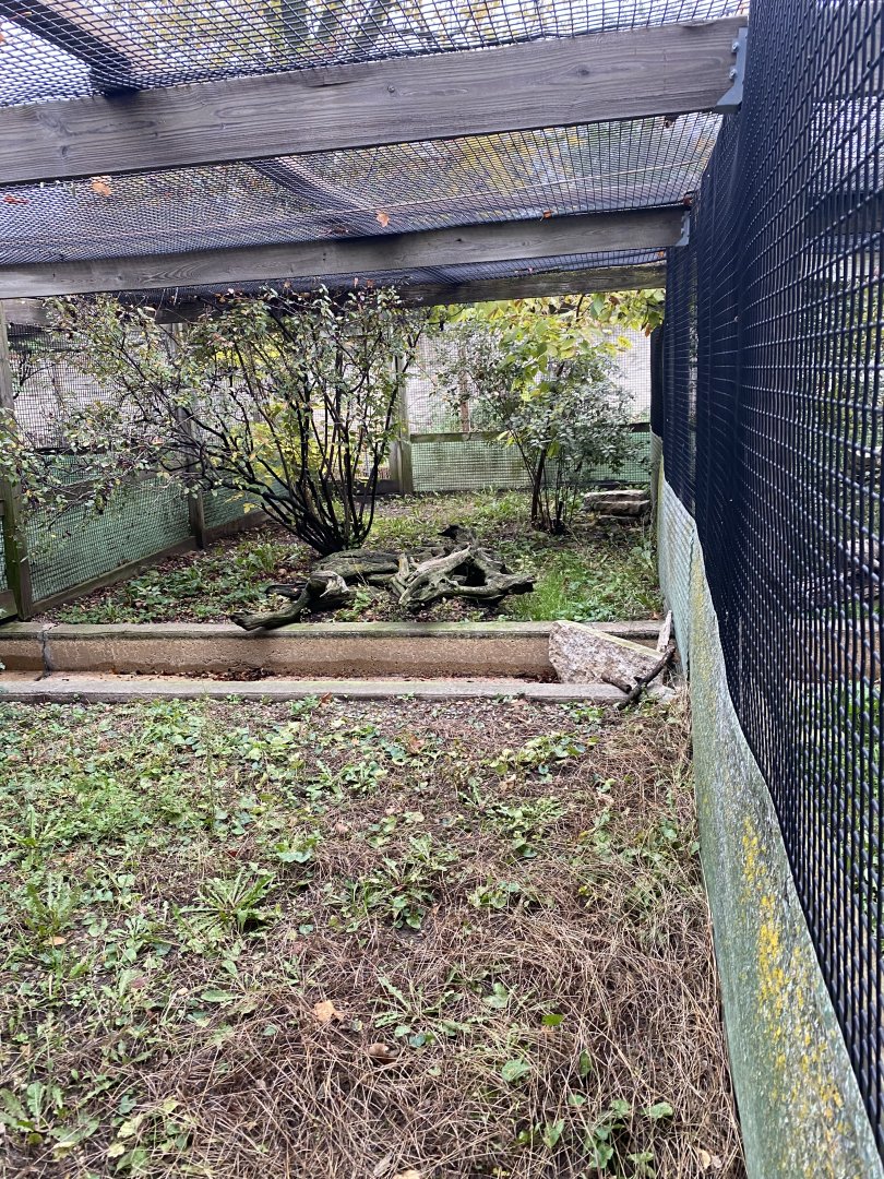 Aviaries - Northern Pintail Exhibit