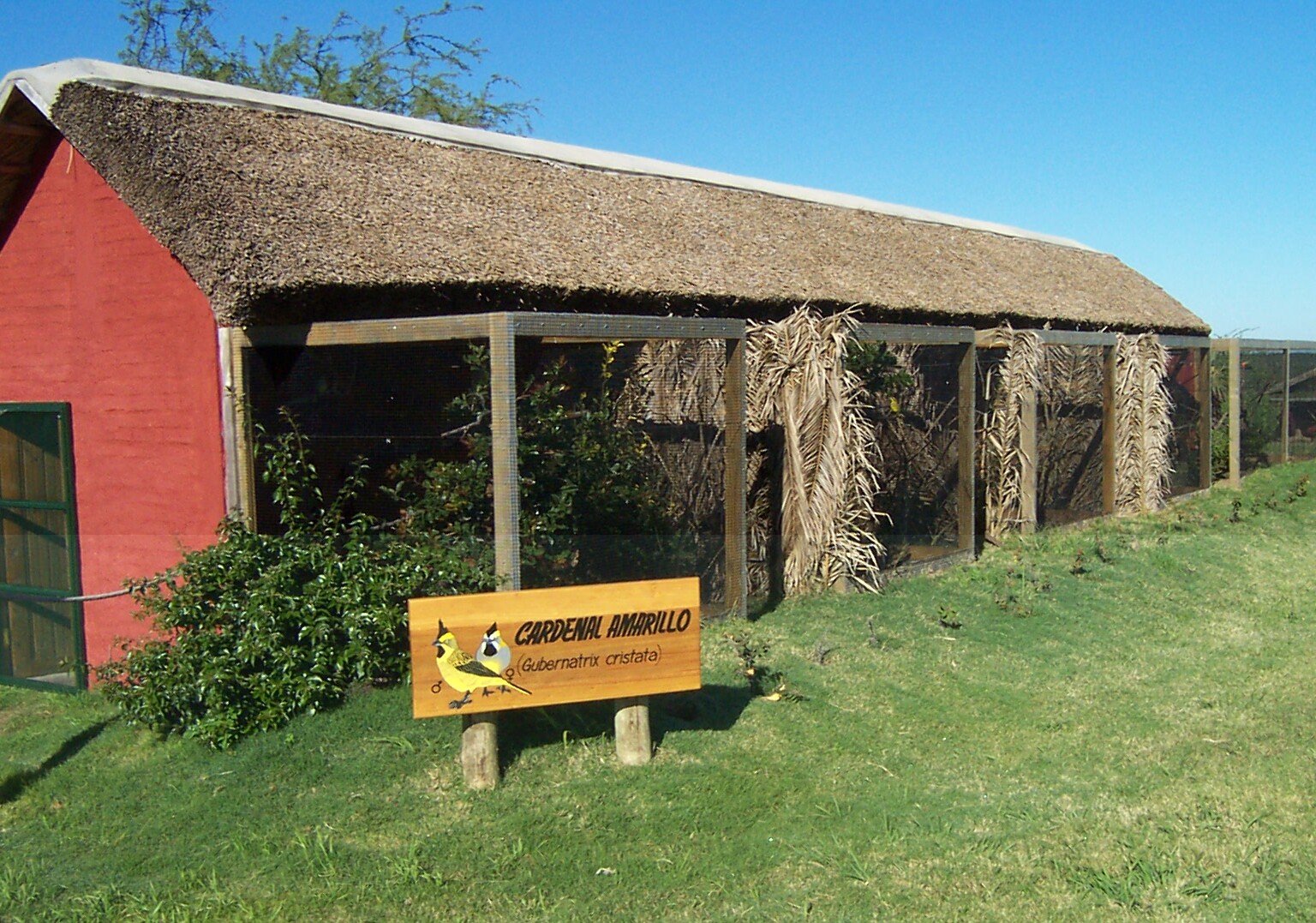 Aviaries of Green Cardinal (Gubernatrix cristata
